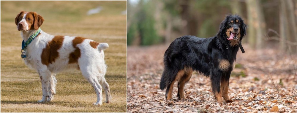 Hovawart vs French Brittany - Breed Comparison