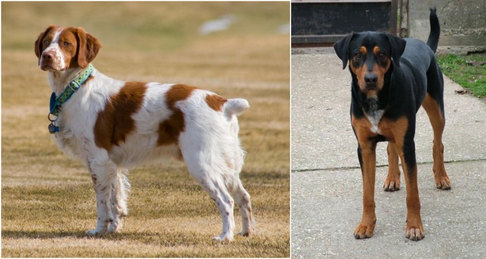 Hungarian Hound vs French Brittany - Breed Comparison