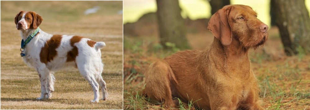Hungarian Wirehaired Vizsla vs French Brittany - Breed Comparison