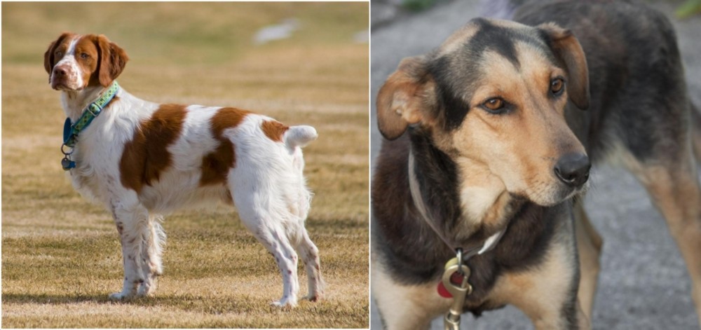 Huntaway vs French Brittany - Breed Comparison