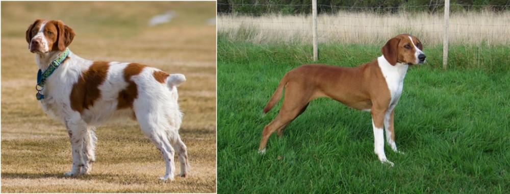 Hygenhund vs French Brittany - Breed Comparison