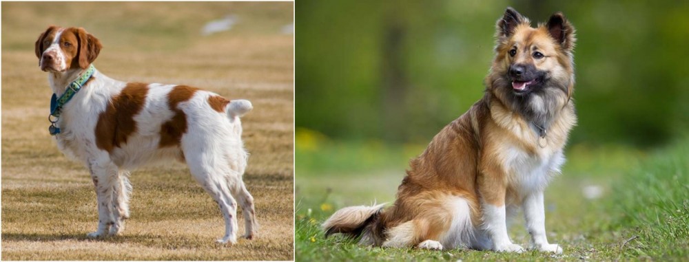 Icelandic Sheepdog vs French Brittany - Breed Comparison