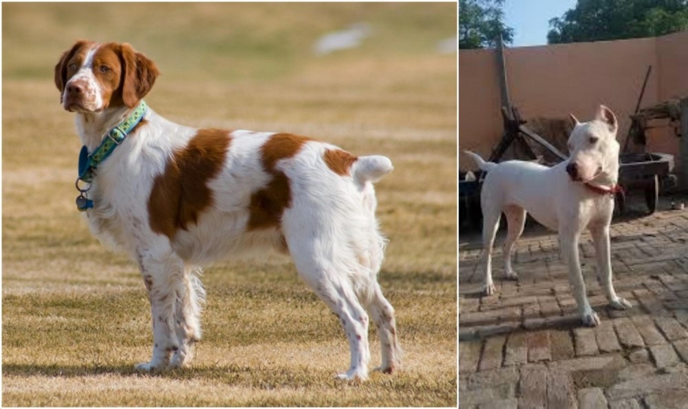 Indian Bull Terrier vs French Brittany - Breed Comparison