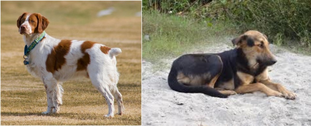 Indian Pariah Dog vs French Brittany - Breed Comparison