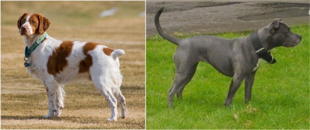 Irish Bull Terrier vs French Brittany - Breed Comparison
