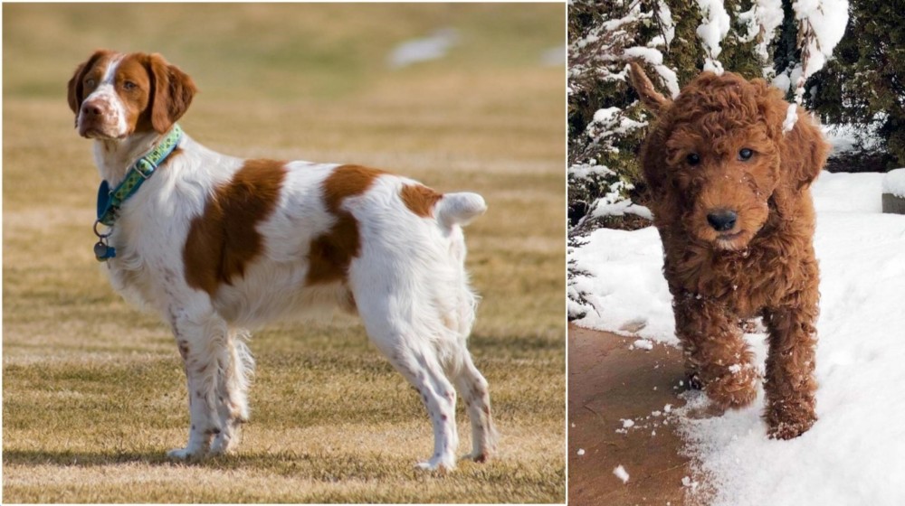 Irish Doodles vs French Brittany - Breed Comparison