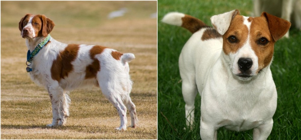 Irish Jack Russell vs French Brittany - Breed Comparison