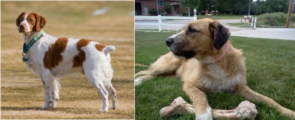 Irish Mastiff Hound vs French Brittany - Breed Comparison