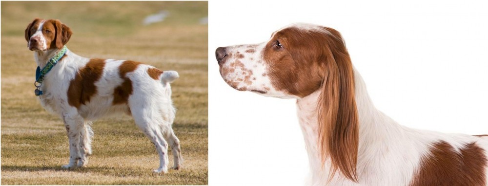 Irish Red and White Setter vs French Brittany - Breed Comparison