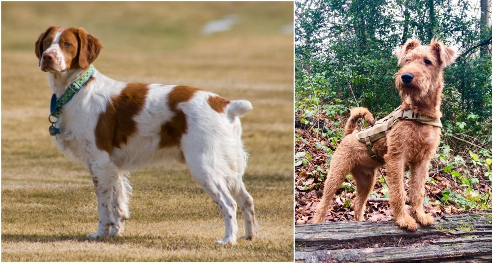 Irish Terrier vs French Brittany - Breed Comparison