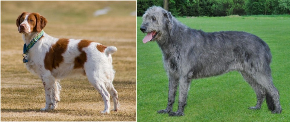Irish Wolfhound vs French Brittany - Breed Comparison