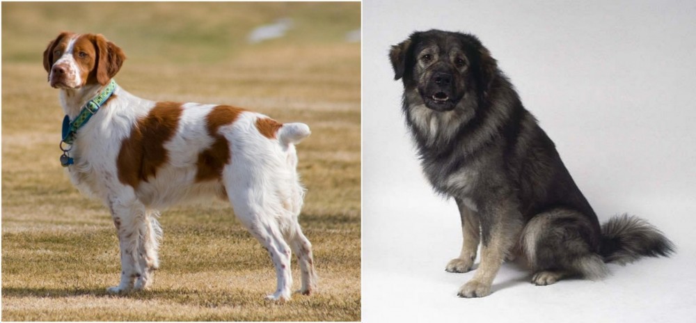 Istrian Sheepdog vs French Brittany - Breed Comparison