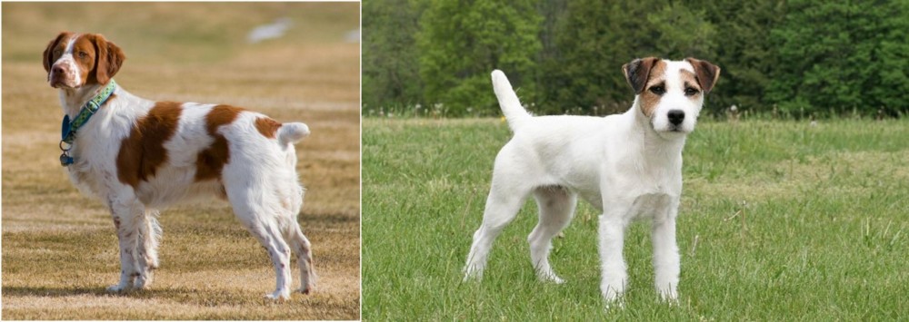 Jack Russell Terrier vs French Brittany - Breed Comparison