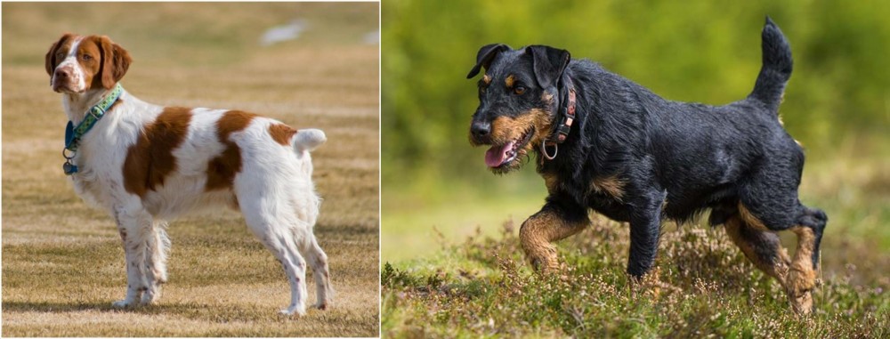 Jagdterrier vs French Brittany - Breed Comparison