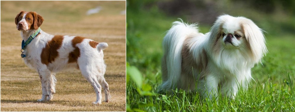 Japanese Chin vs French Brittany - Breed Comparison