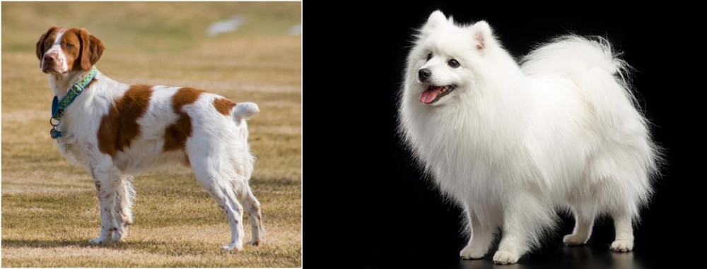 Japanese Spitz vs French Brittany - Breed Comparison