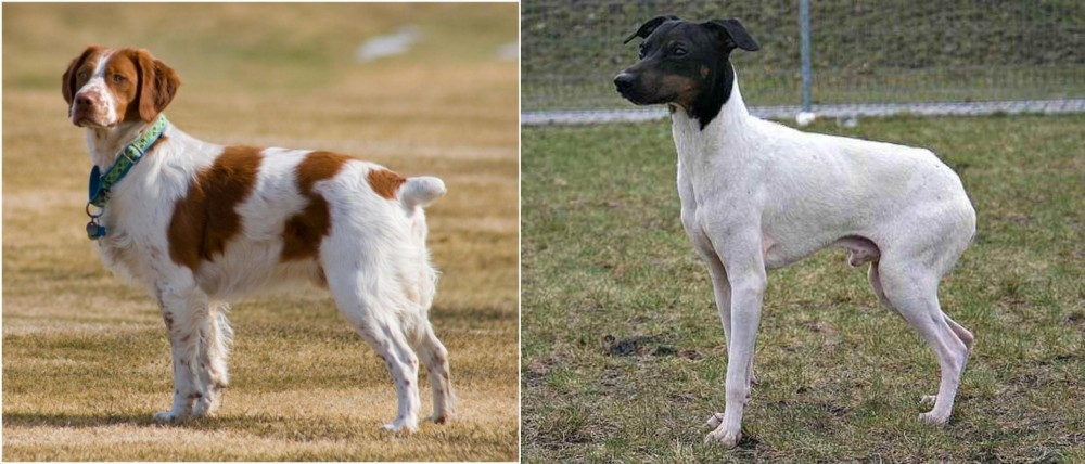 Japanese Terrier vs French Brittany - Breed Comparison