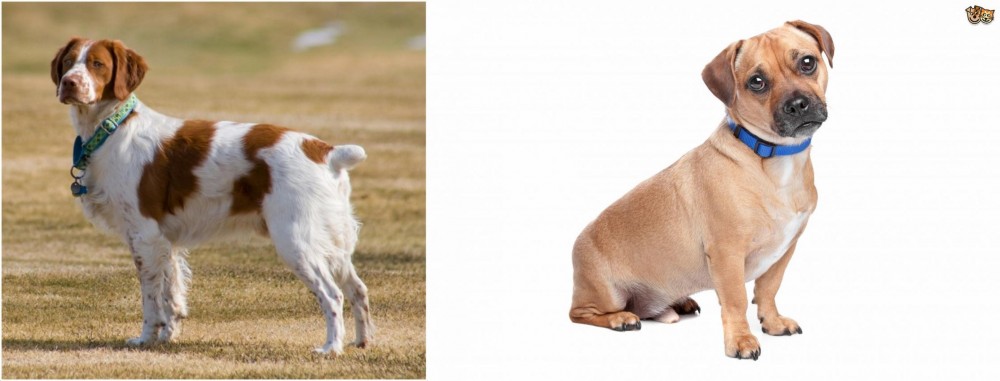 Jug vs French Brittany - Breed Comparison