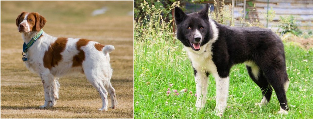 Karelian Bear Dog vs French Brittany - Breed Comparison