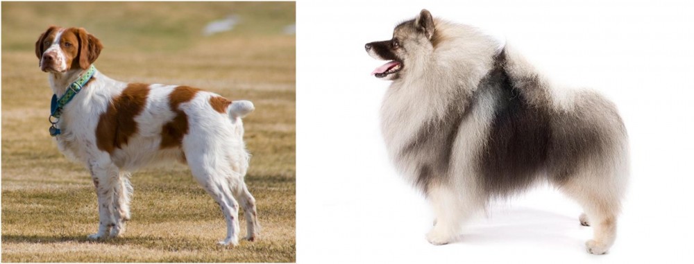 Keeshond vs French Brittany - Breed Comparison