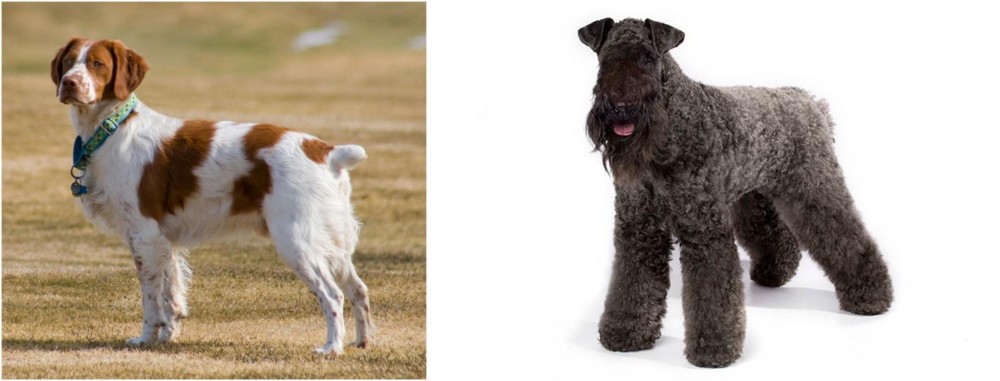 Kerry Blue Terrier vs French Brittany - Breed Comparison