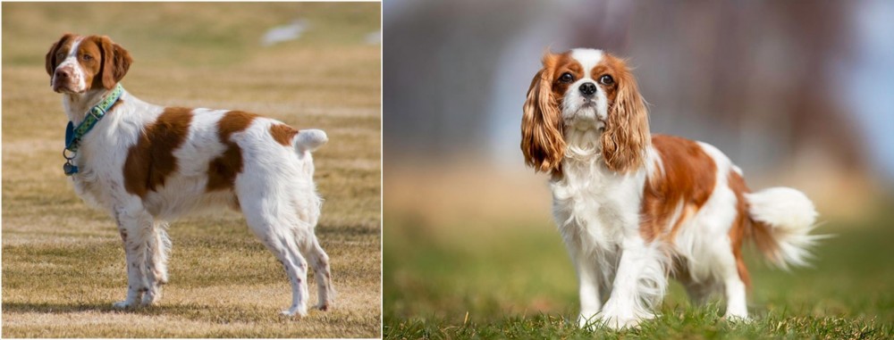 King Charles Spaniel vs French Brittany - Breed Comparison