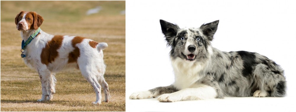 Koolie vs French Brittany - Breed Comparison