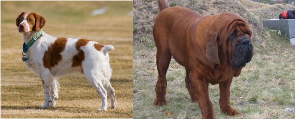 Korean Mastiff vs French Brittany - Breed Comparison