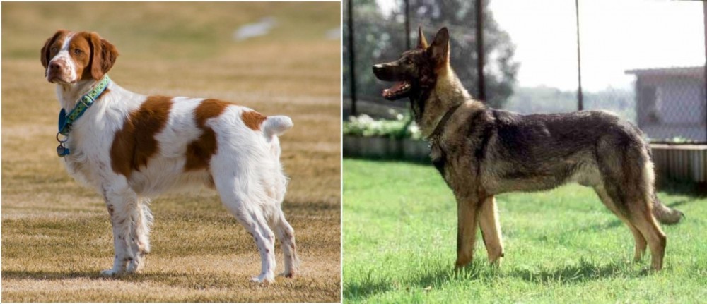 Kunming Dog vs French Brittany - Breed Comparison