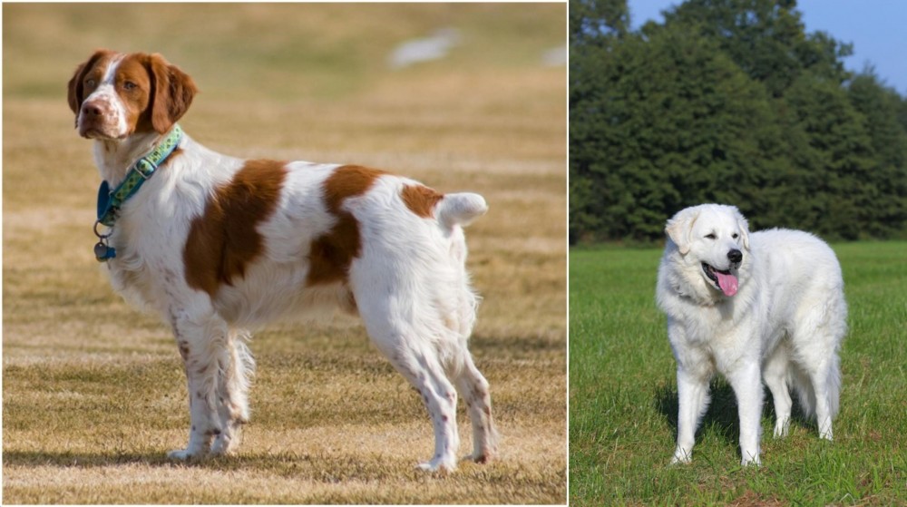 Kuvasz vs French Brittany - Breed Comparison