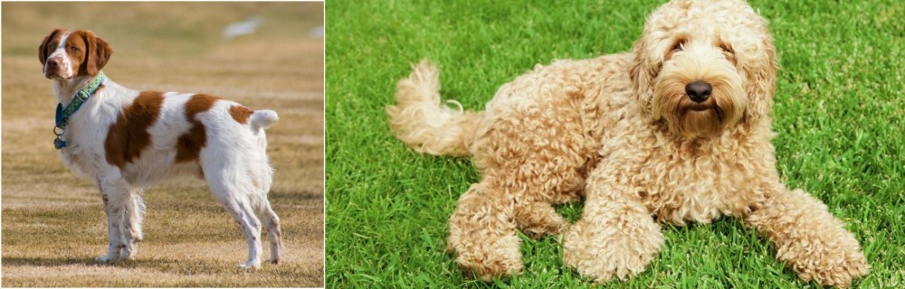Labradoodle vs French Brittany - Breed Comparison