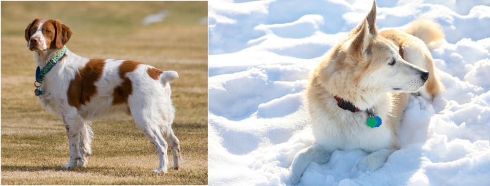 Labrador Husky vs French Brittany - Breed Comparison