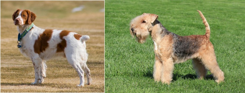 Lakeland Terrier vs French Brittany - Breed Comparison