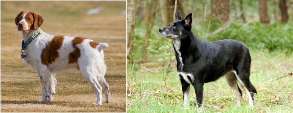 Lapponian Herder vs French Brittany - Breed Comparison