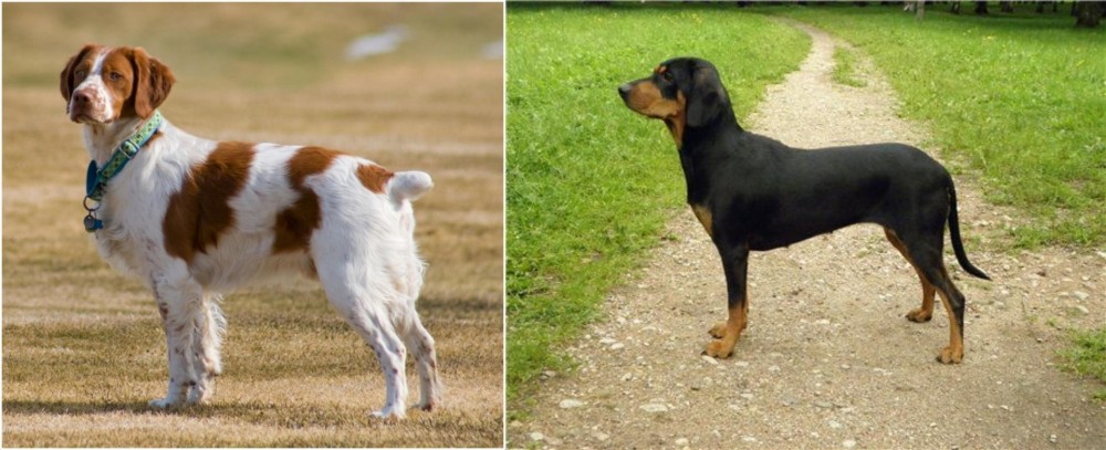 Latvian Hound vs French Brittany - Breed Comparison