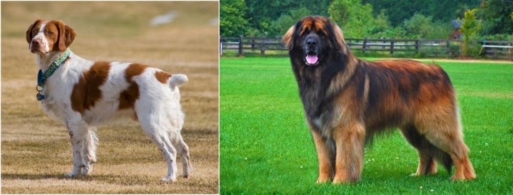 Leonberger vs French Brittany - Breed Comparison