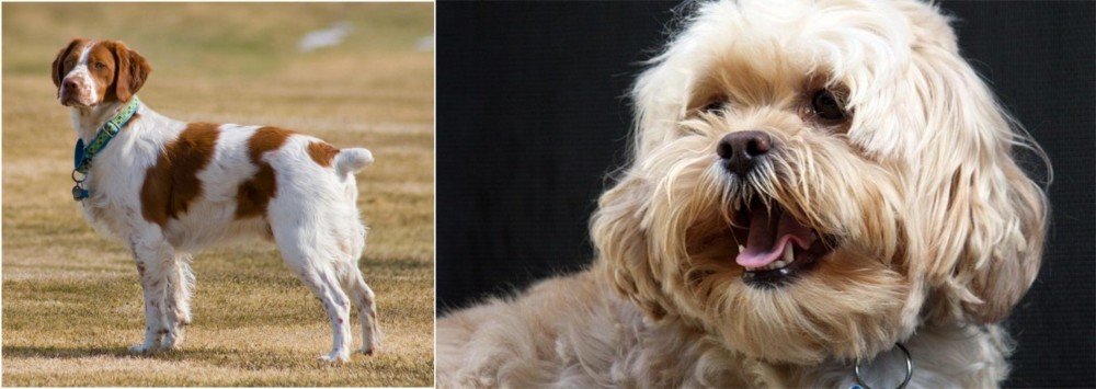 Lhasapoo vs French Brittany - Breed Comparison