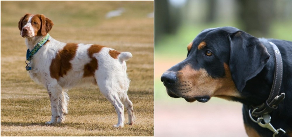 Lithuanian Hound vs French Brittany - Breed Comparison