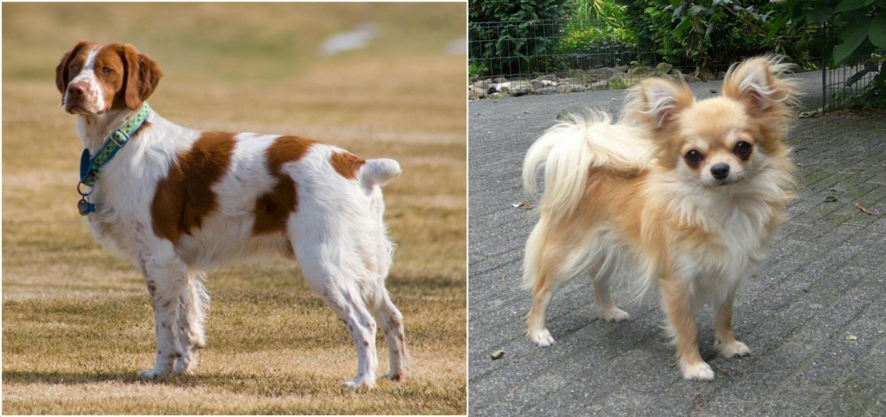 Long Haired Chihuahua vs French Brittany - Breed Comparison