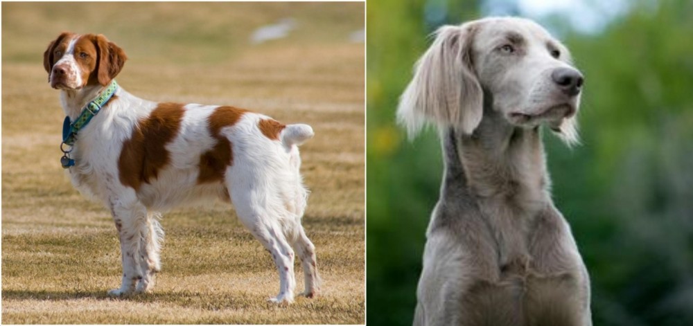 Longhaired Weimaraner vs French Brittany - Breed Comparison