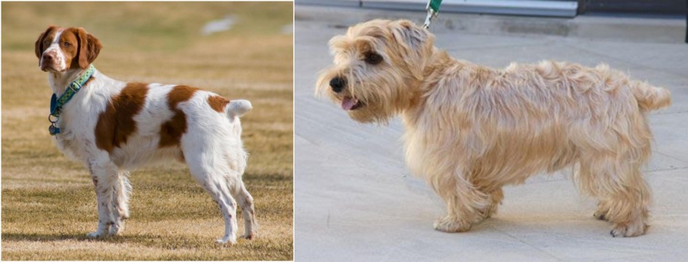 Lucas Terrier vs French Brittany - Breed Comparison