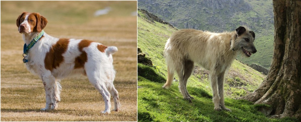 Lurcher vs French Brittany - Breed Comparison
