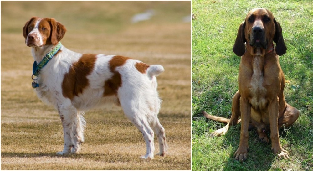 Majestic Tree Hound vs French Brittany - Breed Comparison
