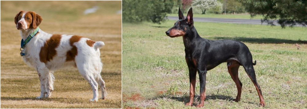 Manchester Terrier vs French Brittany - Breed Comparison