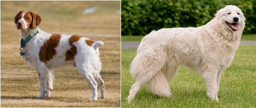 Maremma Sheepdog vs French Brittany - Breed Comparison