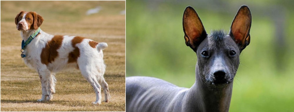 Mexican Hairless vs French Brittany - Breed Comparison