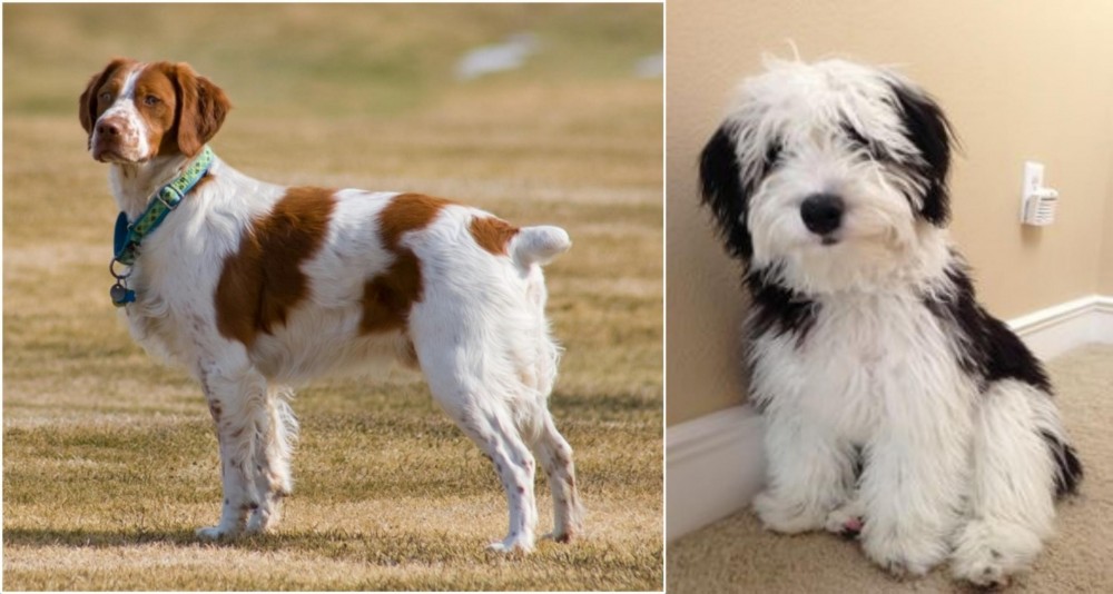 Mini Sheepadoodles vs French Brittany - Breed Comparison