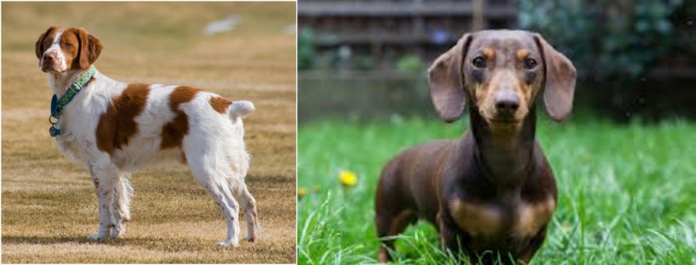 Miniature Dachshund vs French Brittany - Breed Comparison
