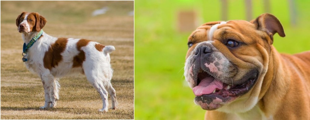Miniature English Bulldog vs French Brittany - Breed Comparison