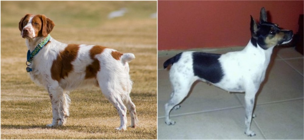 Miniature Fox Terrier vs French Brittany - Breed Comparison